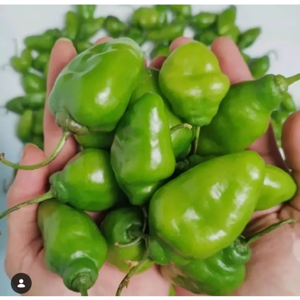 Cabe Gendot / Cabai gendot Murah 1 kg fresh
