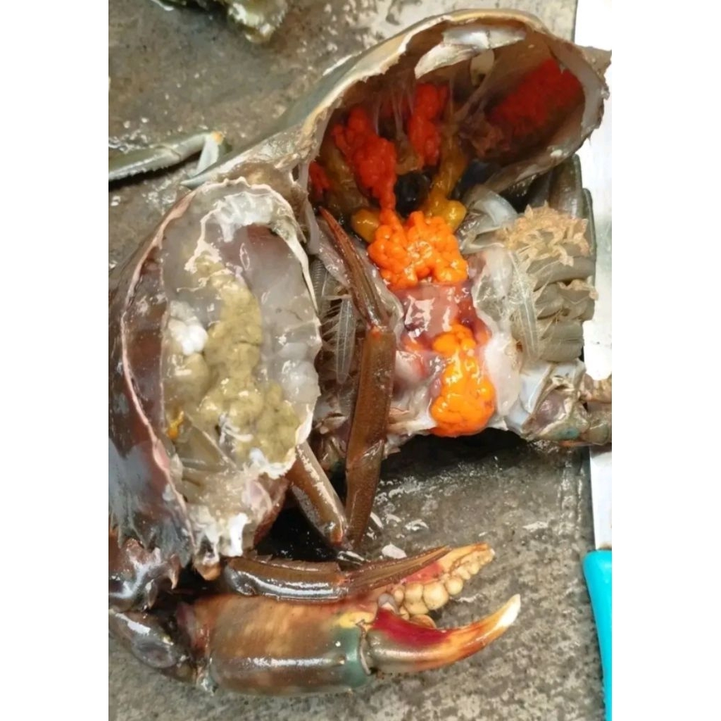 KEPITING TELUR SUPER SZ 3-4 EKOR