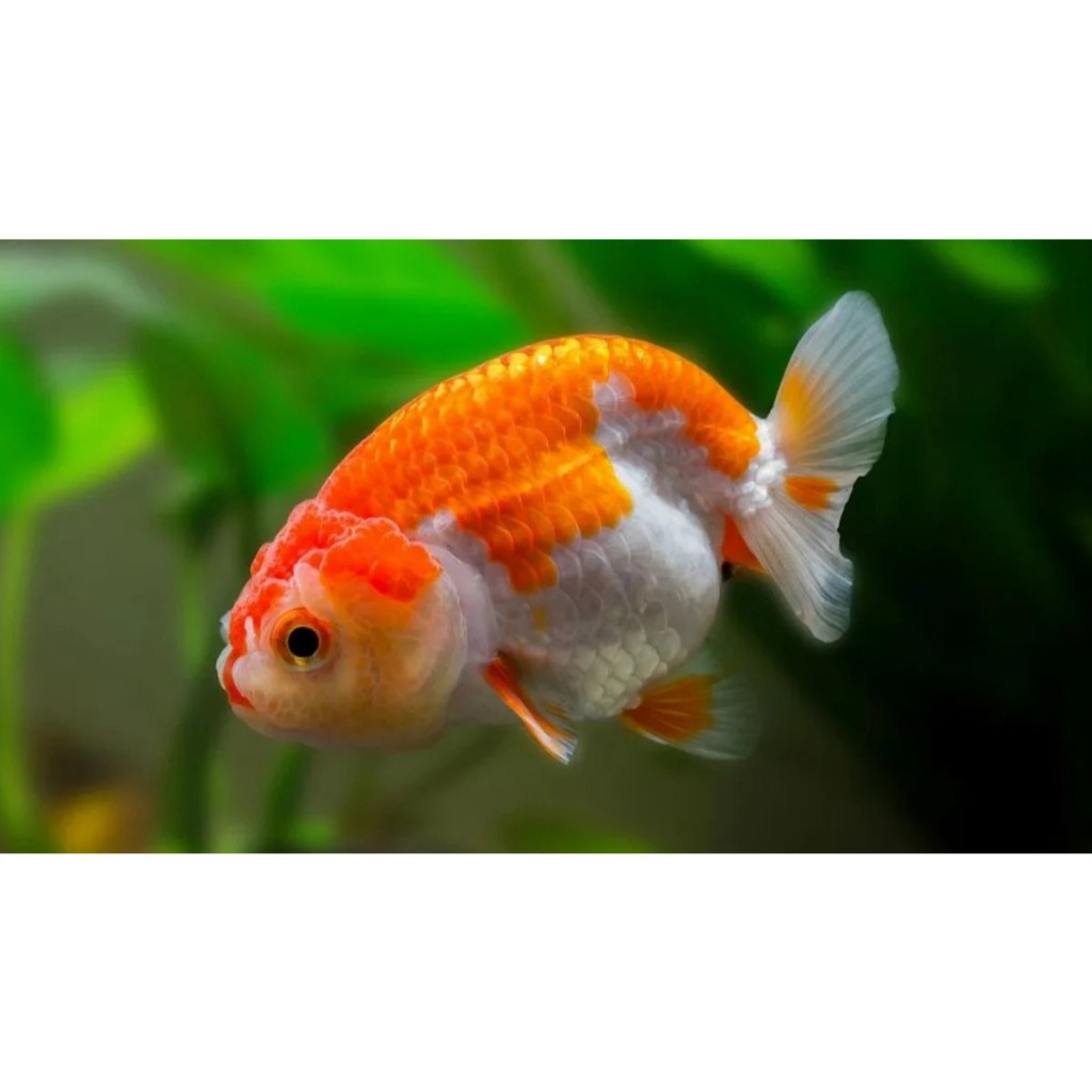 Ranchu Red White Goldfish High Quality