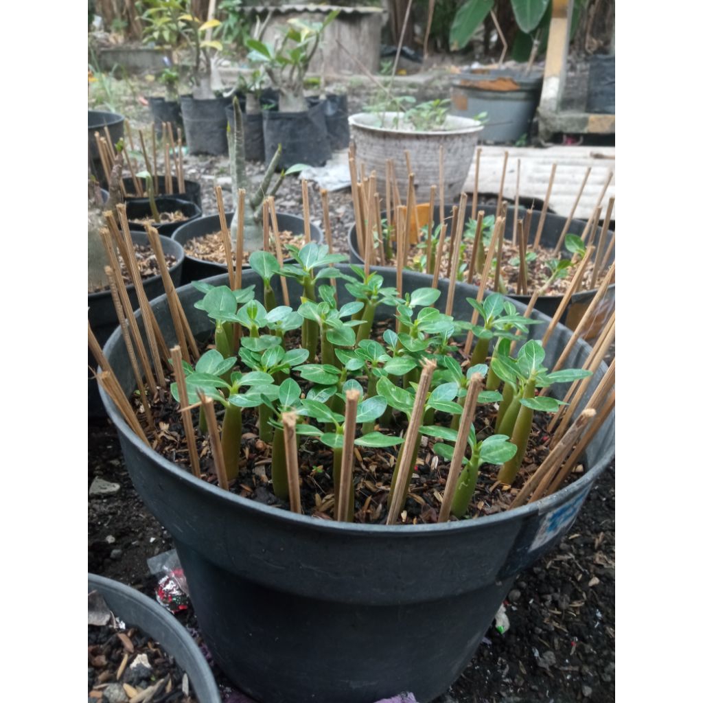 seed/biji adenium wkl x klt