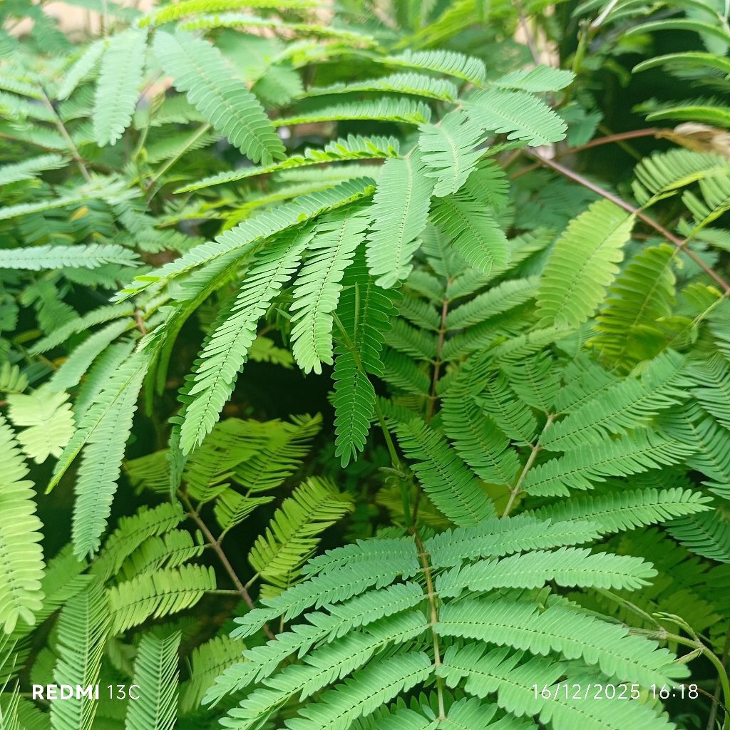 Bibit Kaliandra Merah Produktif untuk Pakan Ternak