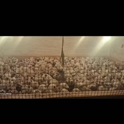 TELUR PUYUH 99% FERTIL GPS HITAM AUTUMN 50 BUTIR UNTUK DITETASKAN.