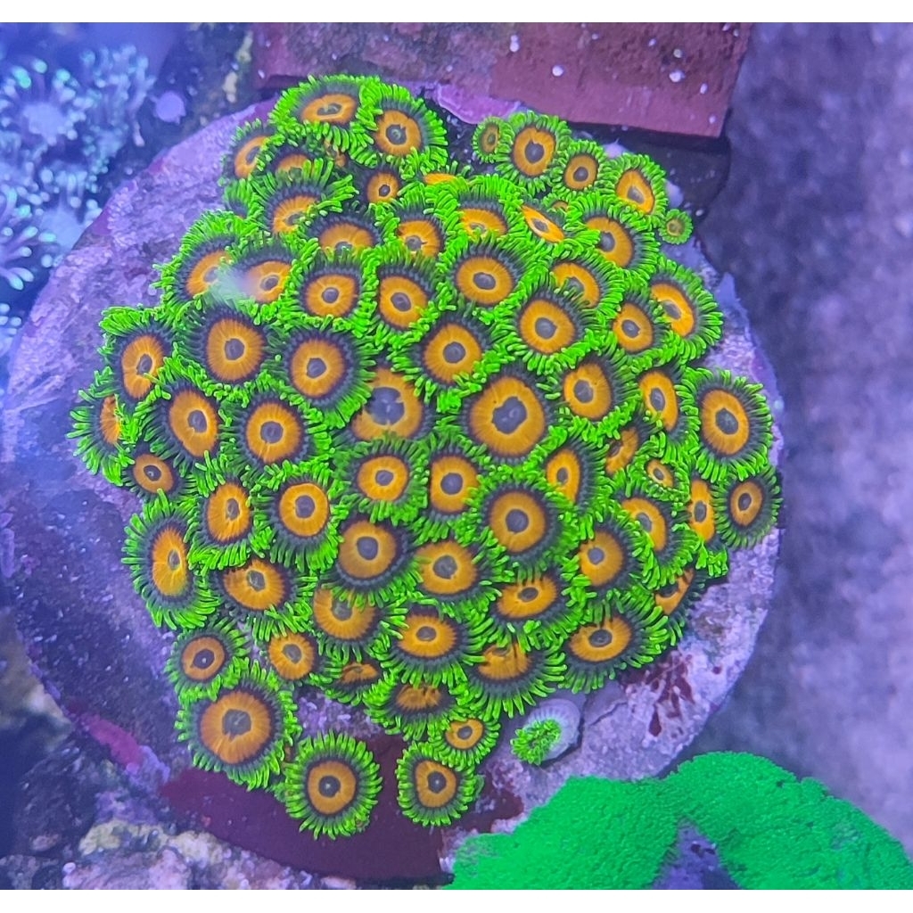 Coral Zoa Sun Flower