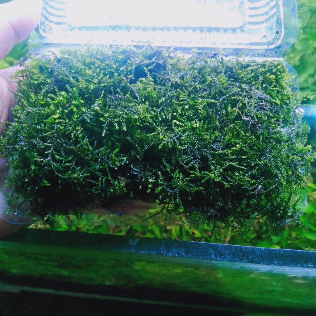 java moss