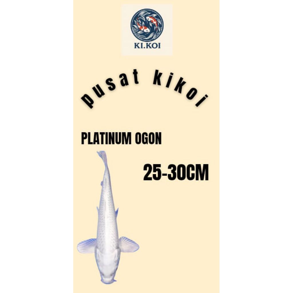hiasan aquarium paket jumbo platinum ogon kualitas super