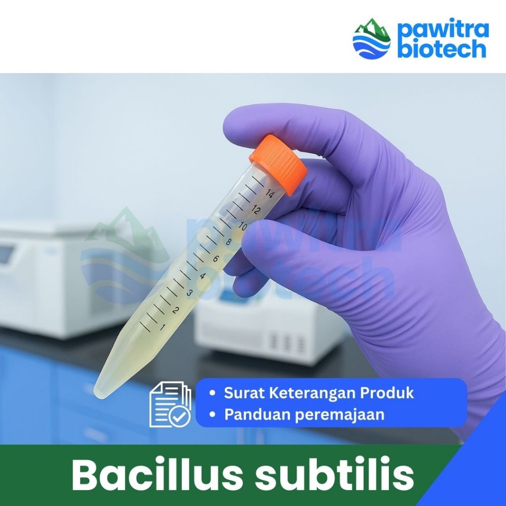 Kultur Bakteri Isolat Murni Bacillus subtilis NA Agar miring