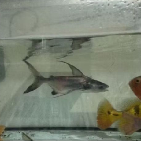 GENGISKHAN UKURAN 10-13 CM