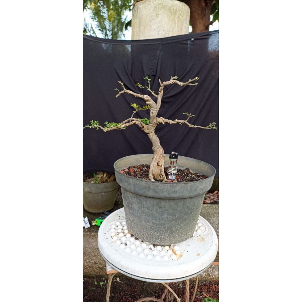 Bonsai jeruk kingkit/Bahan bonsai jeruk kingkit