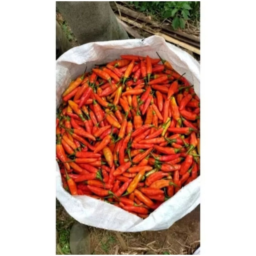 Cabe rawit setan 1 kg