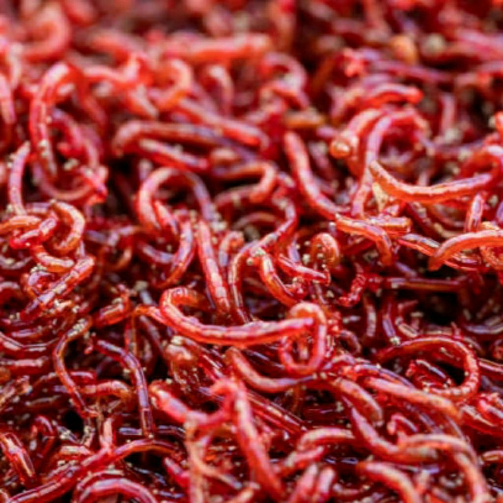 cadar ( Cacing darah )