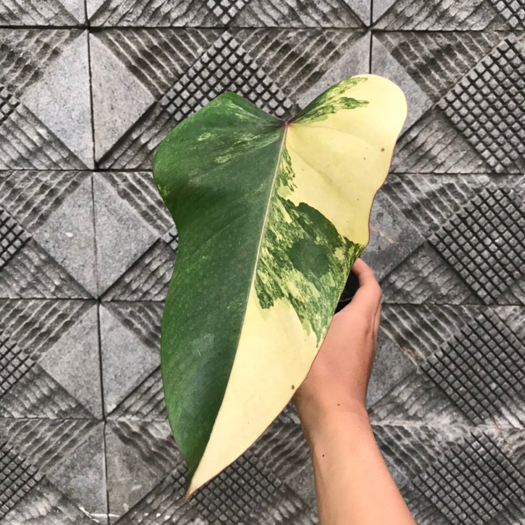 Philodendron Strawberry Shake