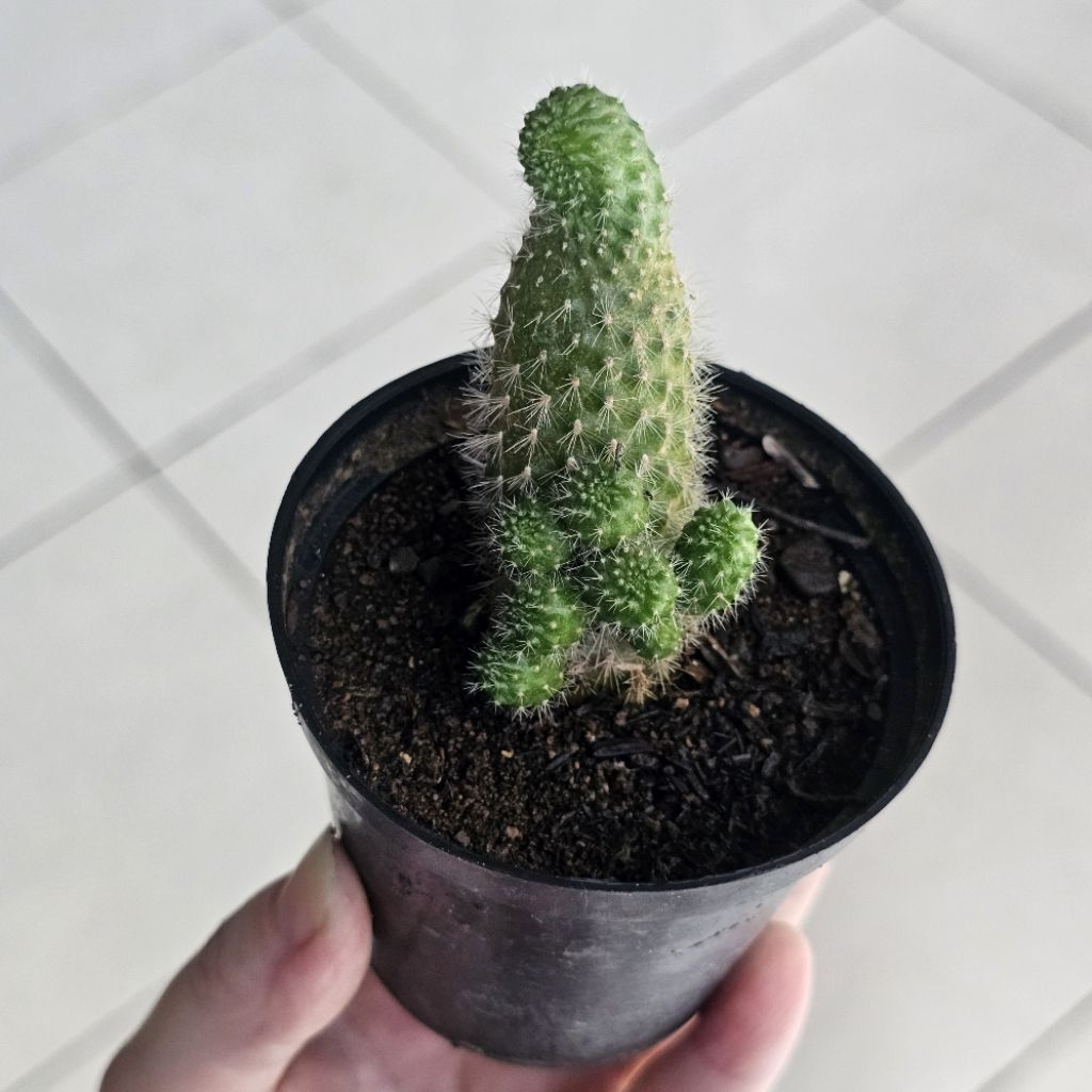 Paket KAKTUS SUKULEN Mini - Tumbuhan Hidup Tanaman Hias Asli Murah Makassar