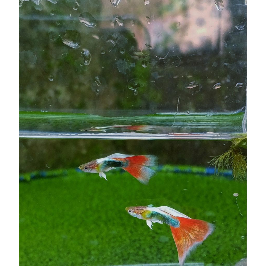 Dekorasi Aquarium Siap Ternak Guppy Indukan - Desain Realistis, Mudah Dipasang, Tingkatkan Kesehatan