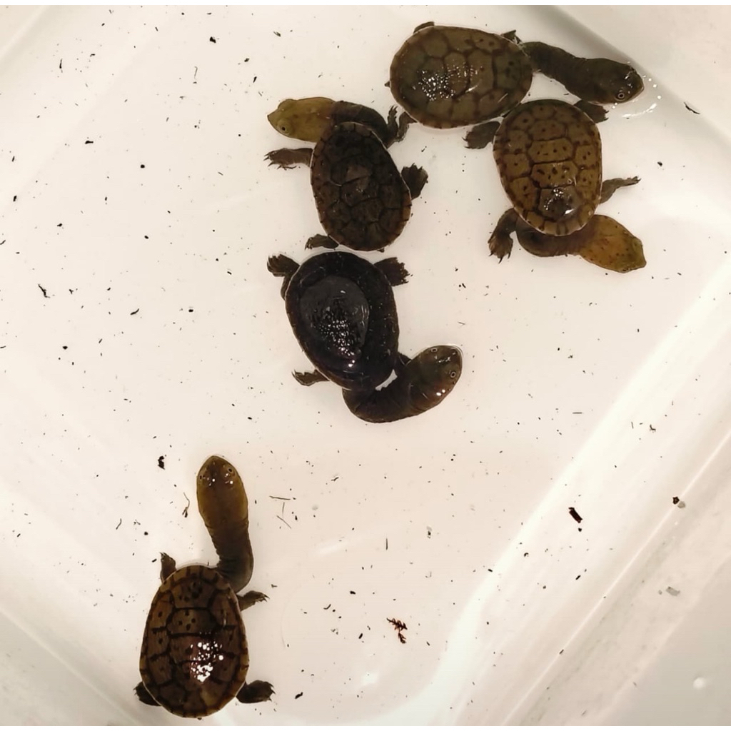 siebenrocky | leher panjang | Sieben