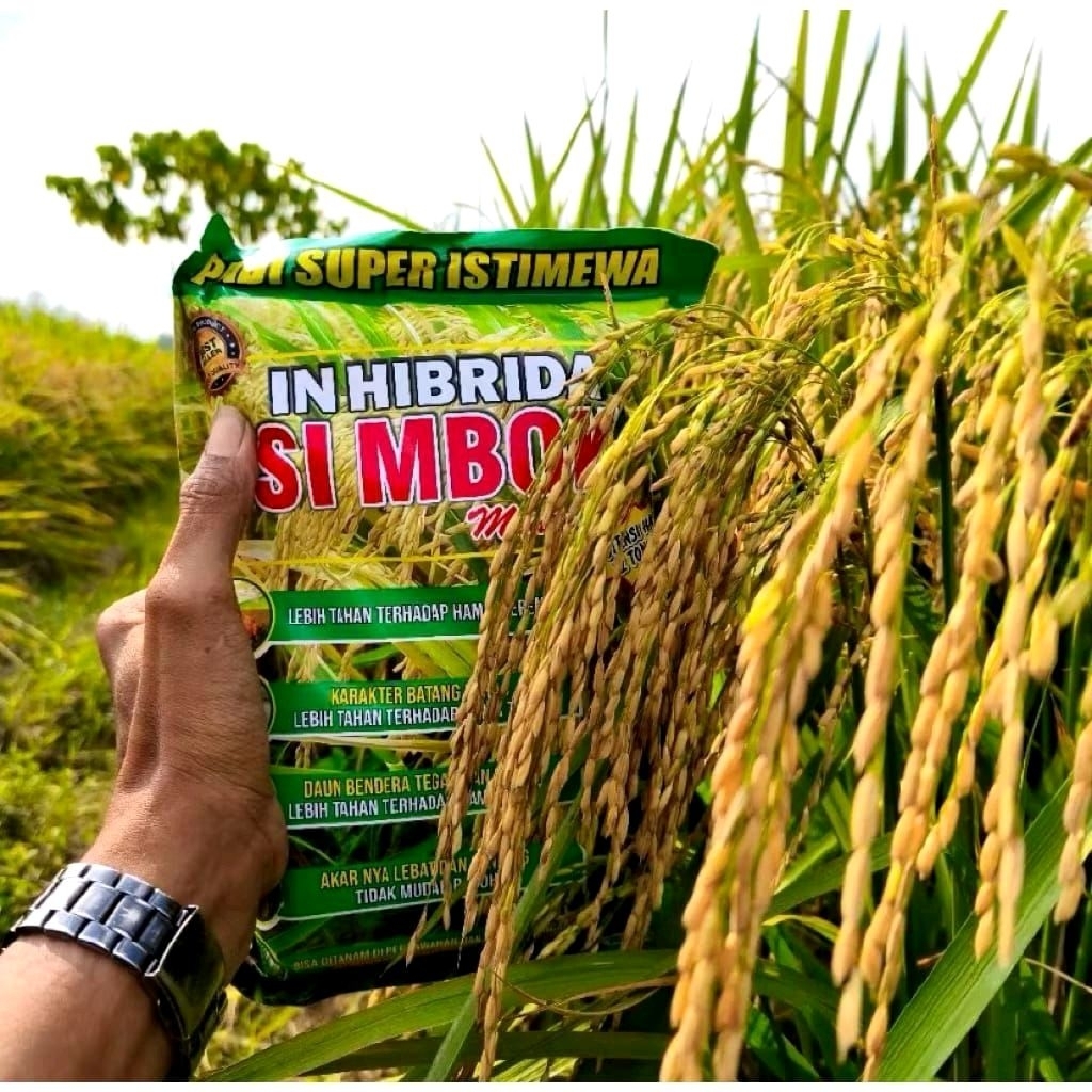 BIBIT PADI SIMBOK MENTES - Solusi Panen Raya, Gabah Isi Full, Beras Pulen