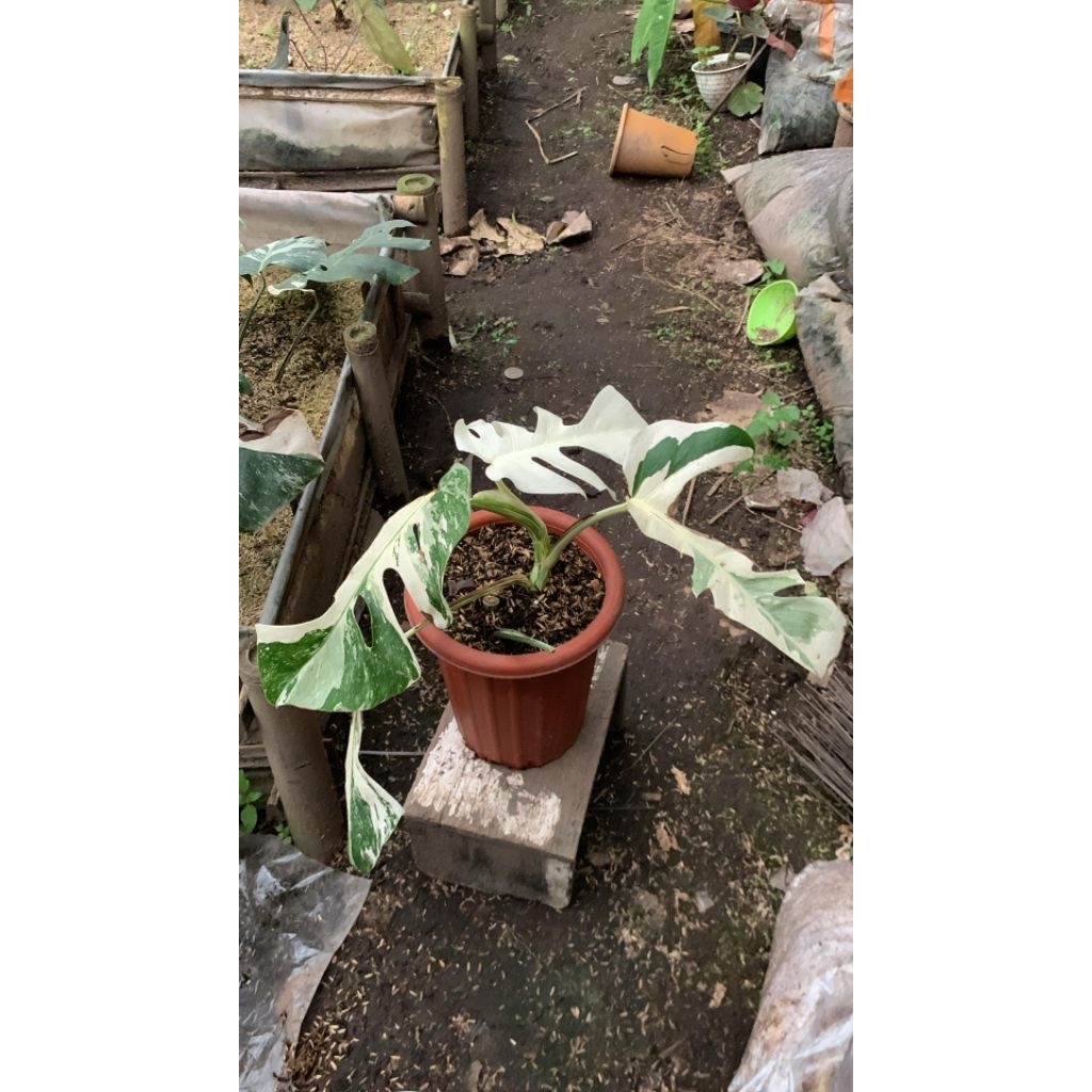 Monstera Albo Variegata