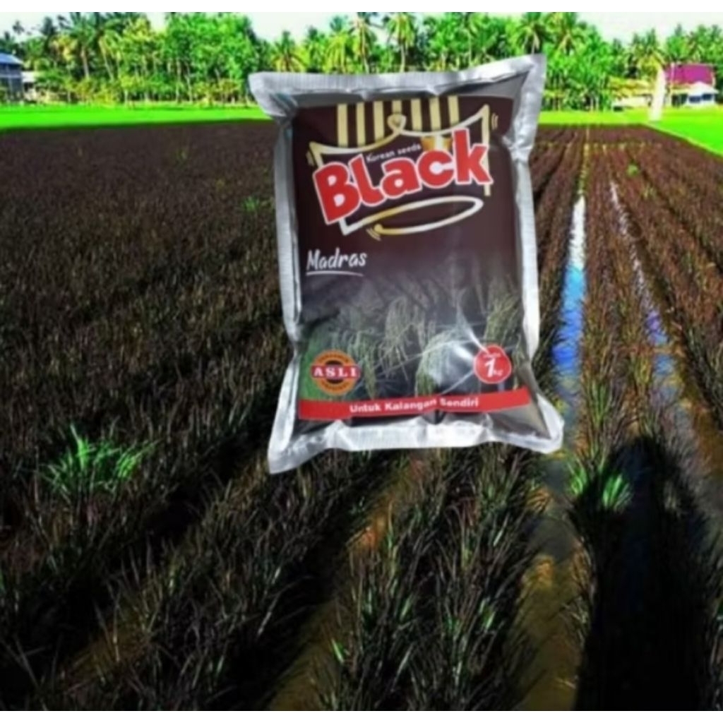 BENIH PADI BLACK MADRAS KEMASAN 5KG