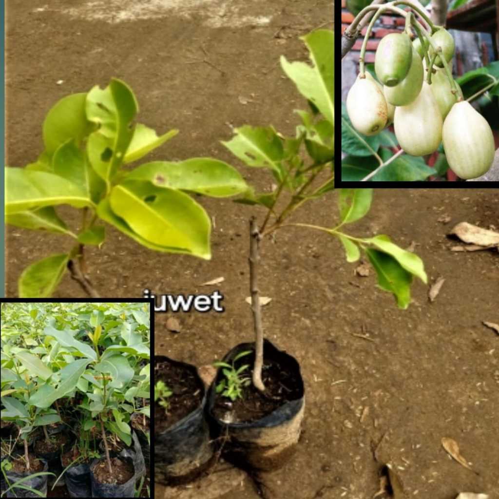 Bibit juwet/jamblang okulasi dikirim full media asli 1kg