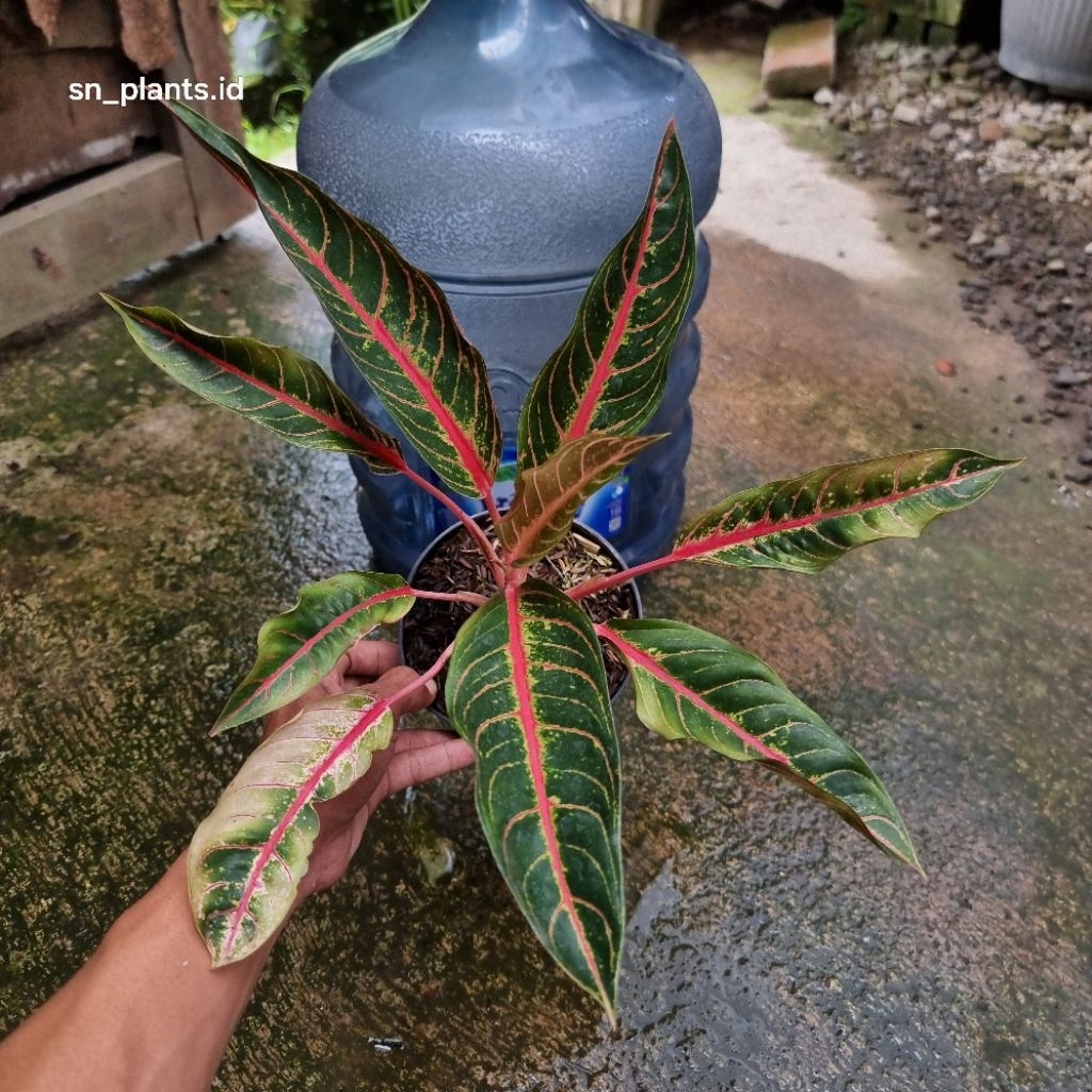 tanaman hias aglonema mahardika tanian lokal (size dewasa)