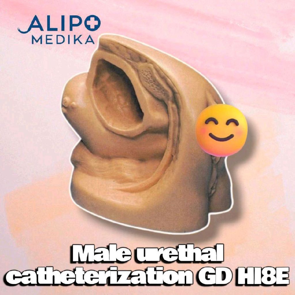 PHANTOM MANEKIN FEMALE URETHRAL CATHETERIZATION SIMULATOR GD/H18F