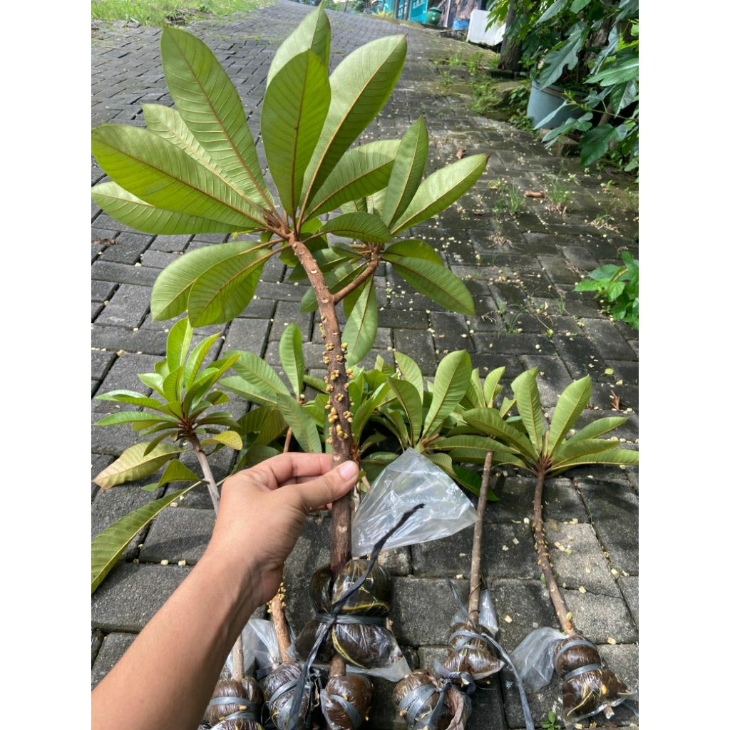 bibit sawo mamo sapote