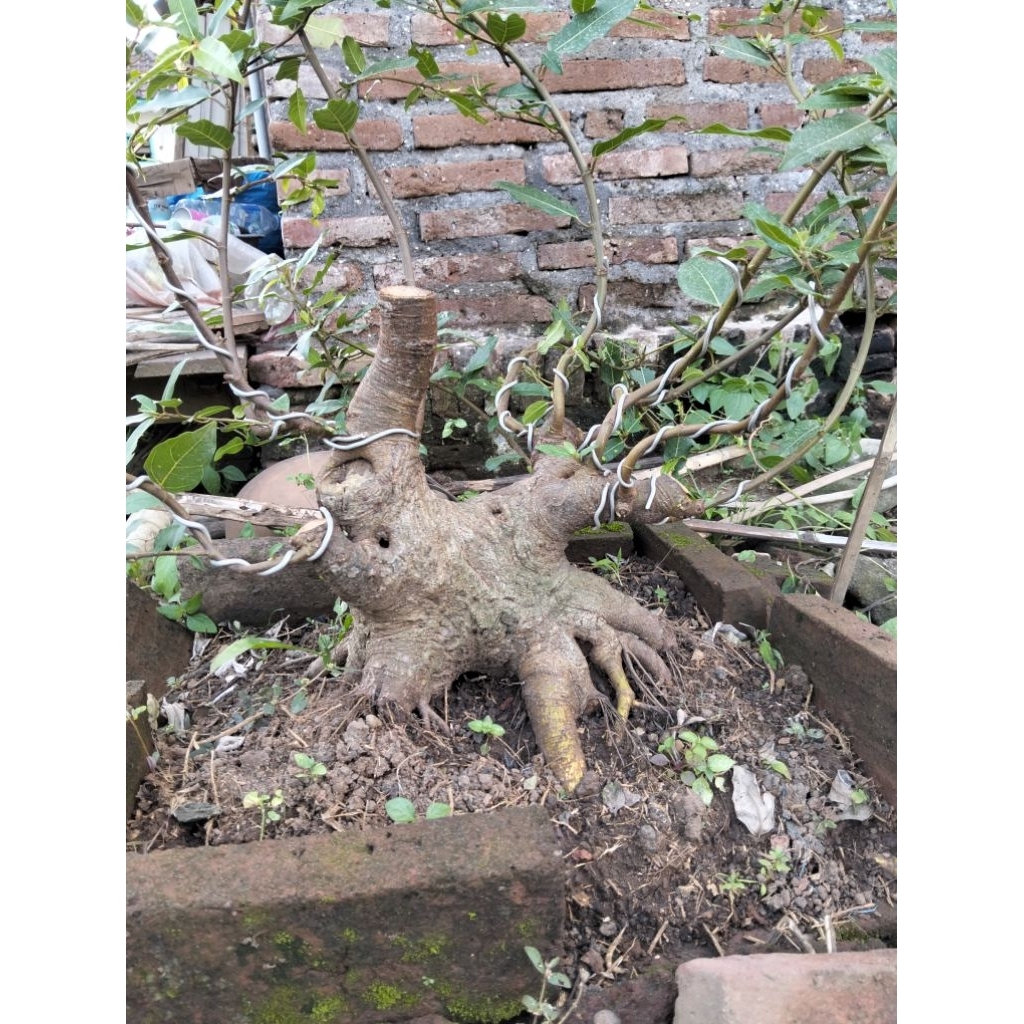 Bahan bonsai loa jumbo prospek sesuai gambar