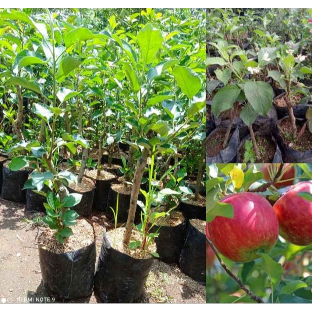 Bibit Apel Anna Merah Cangkok