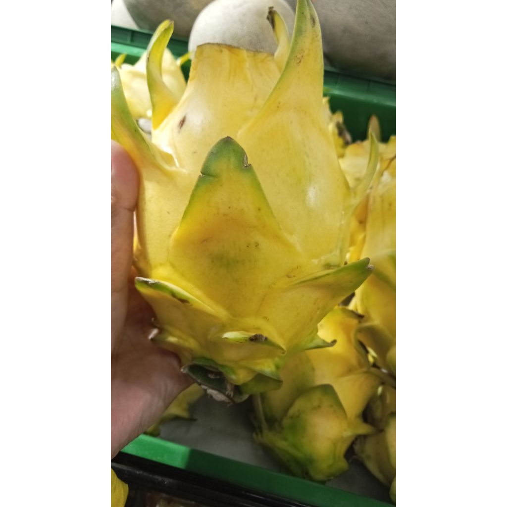 BUAH NAGA KUNING SEGAR FRESH