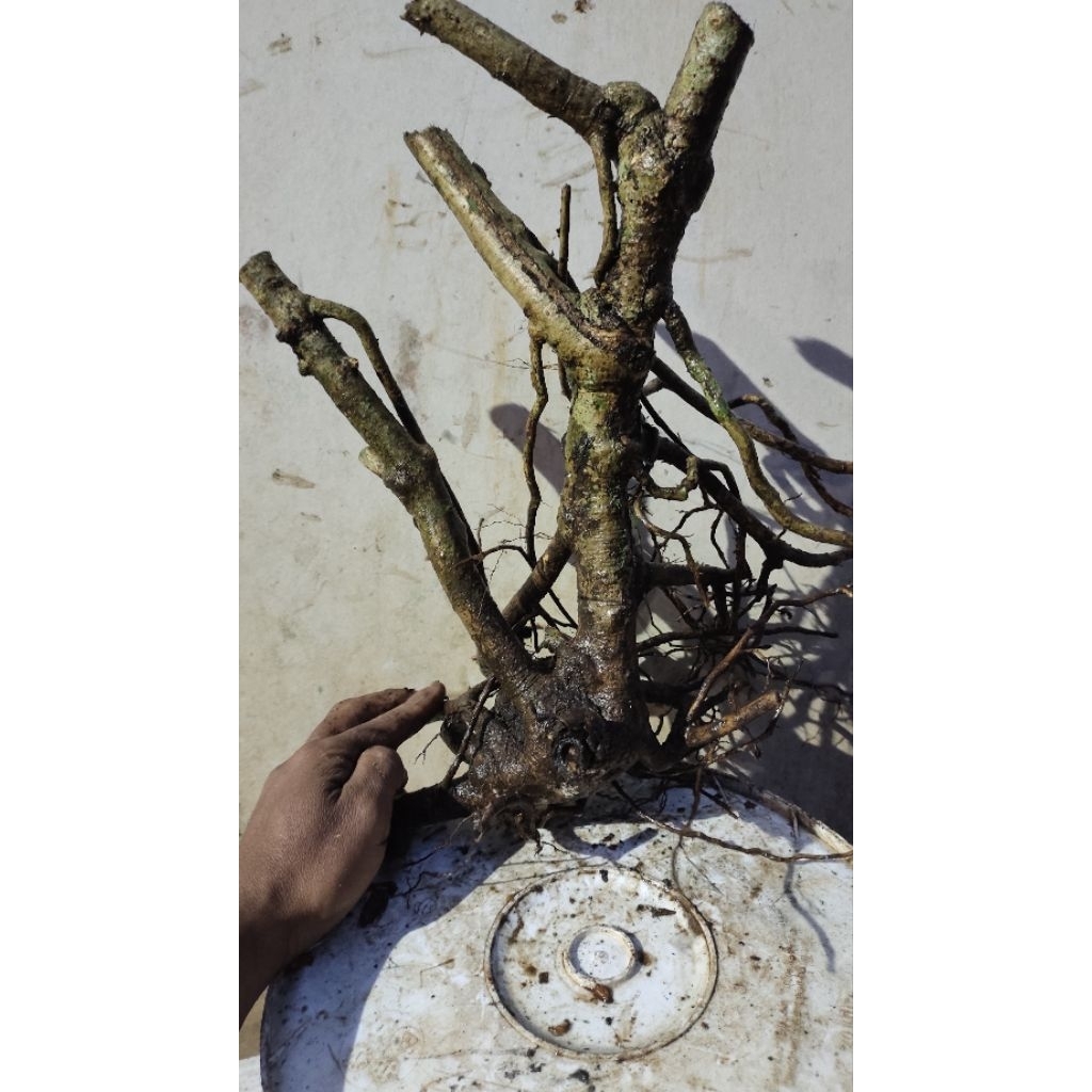 bibit tanaman Tlogosari realpic sesuai gambar