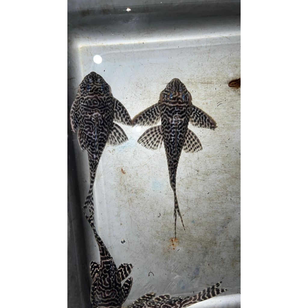 pleco L236 sepasang