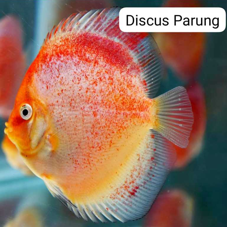 discus 1inch - red calico