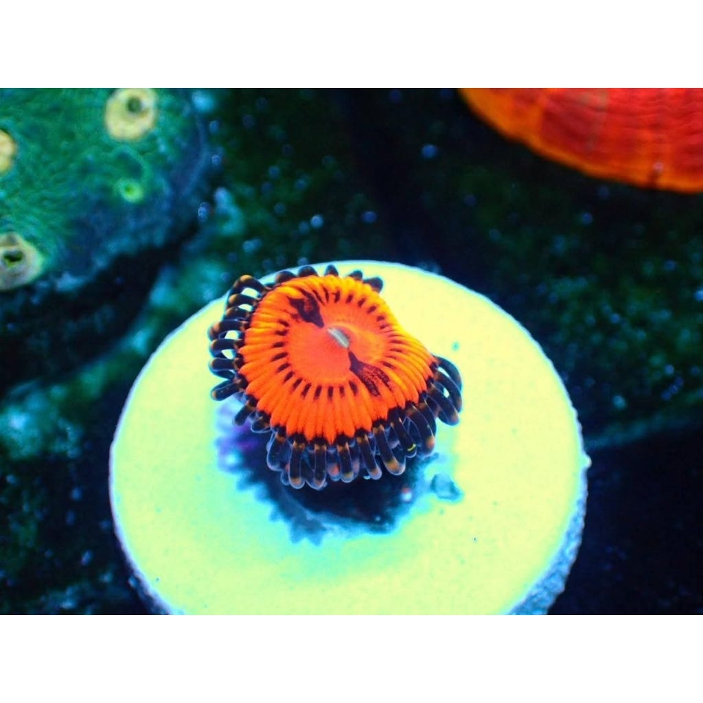Coral zoa Blood Diamon Zoa Frag