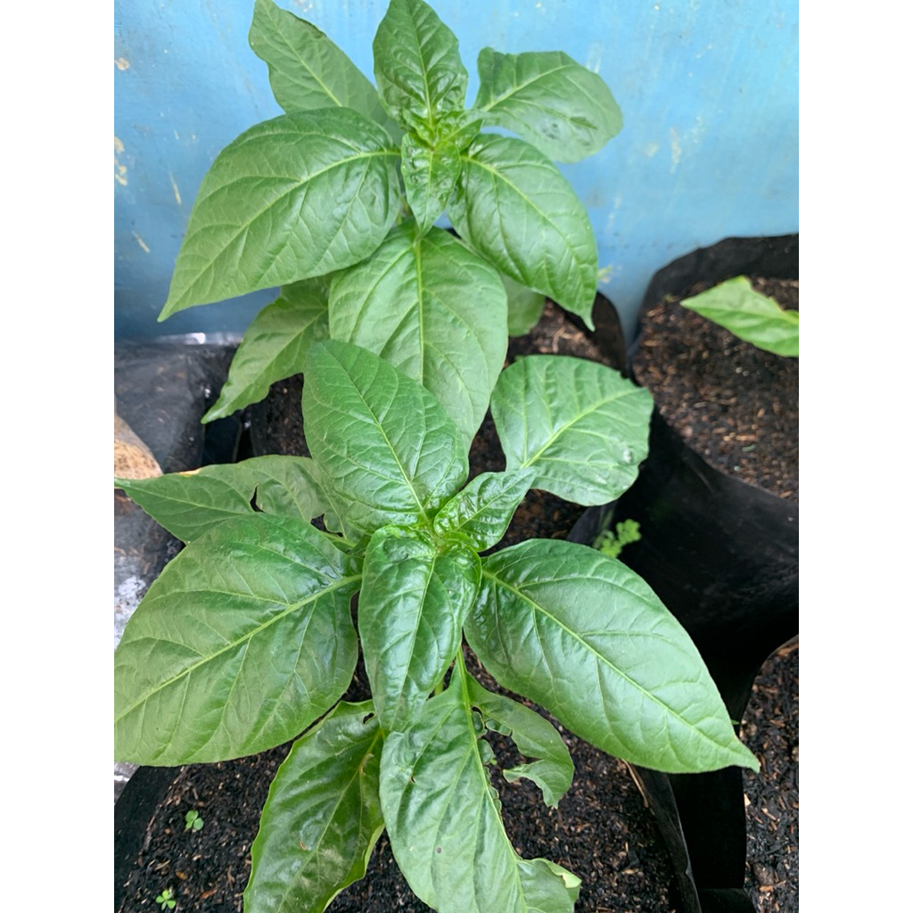 bibit cabai rawit merah besar