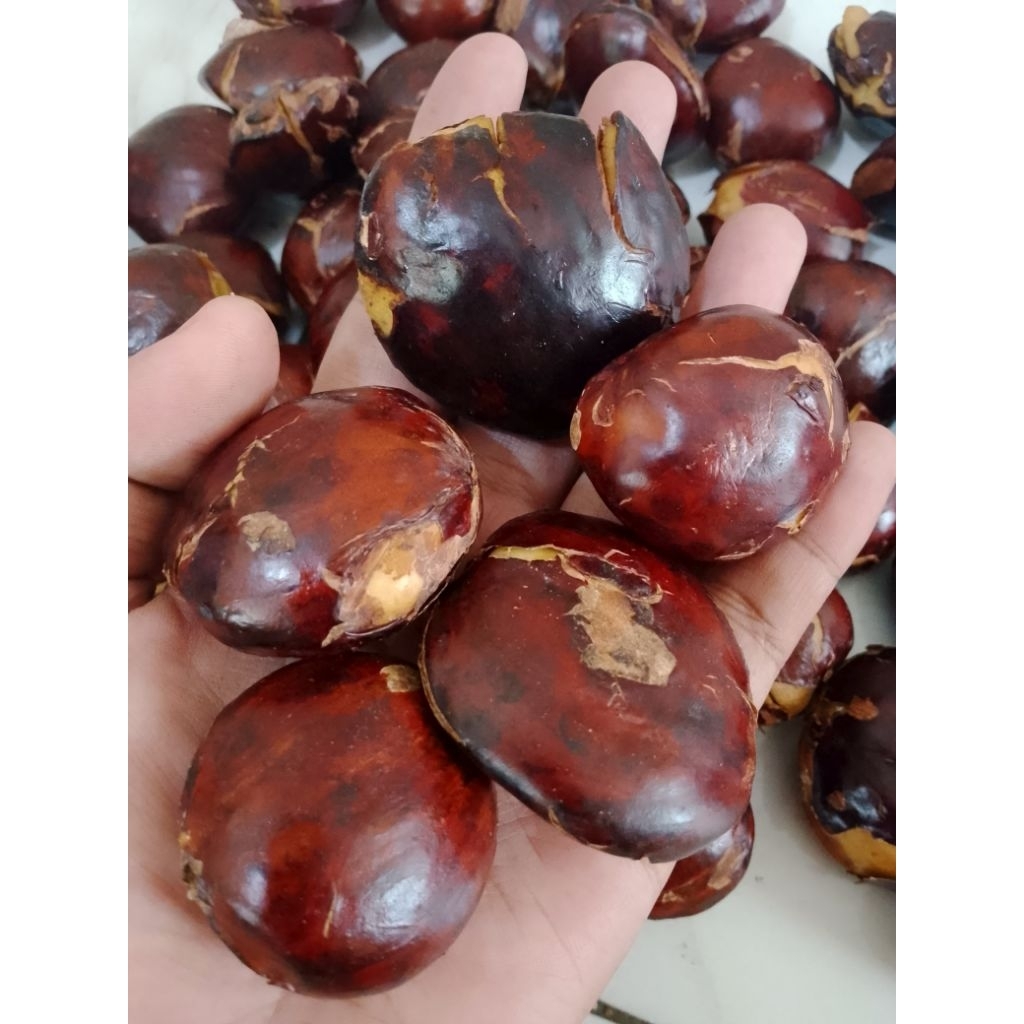 jengkol tua besar 500gram