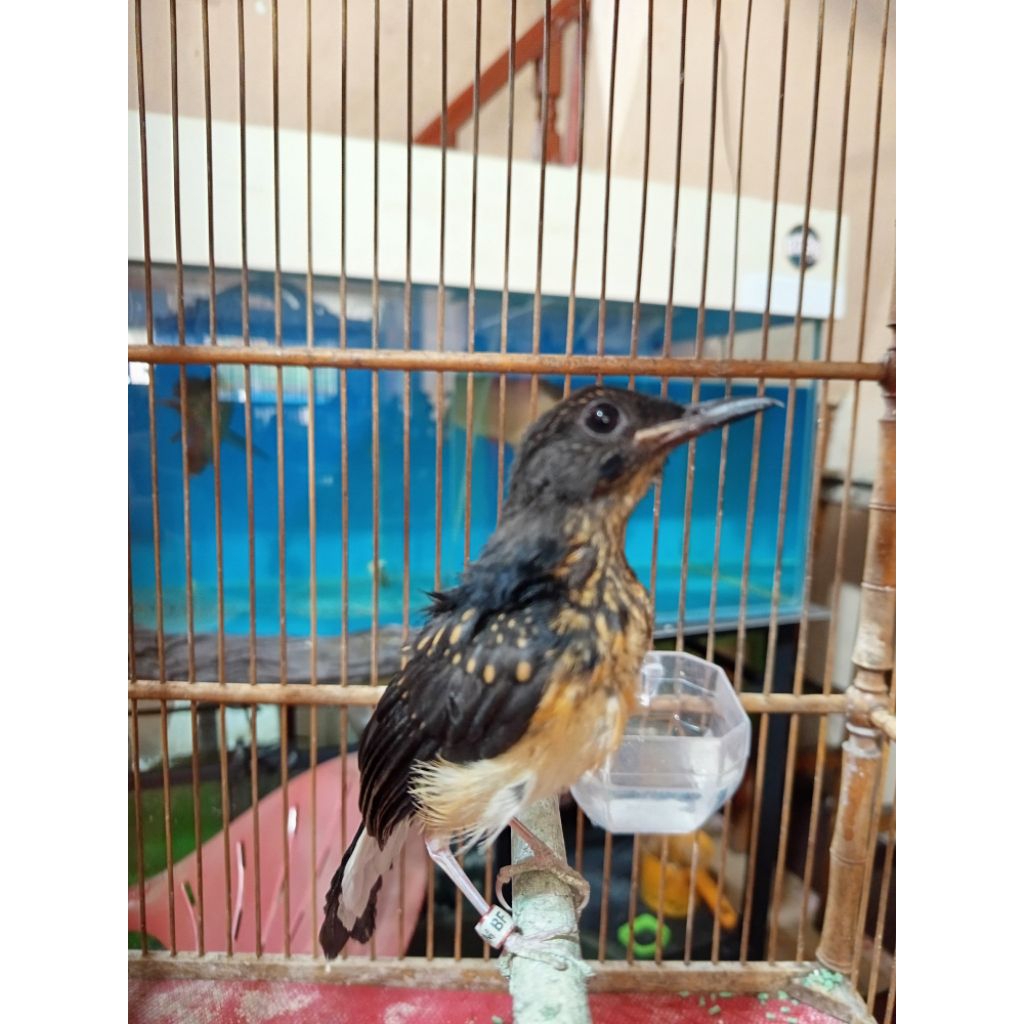 Murai Batu Medan Trotol Jantan