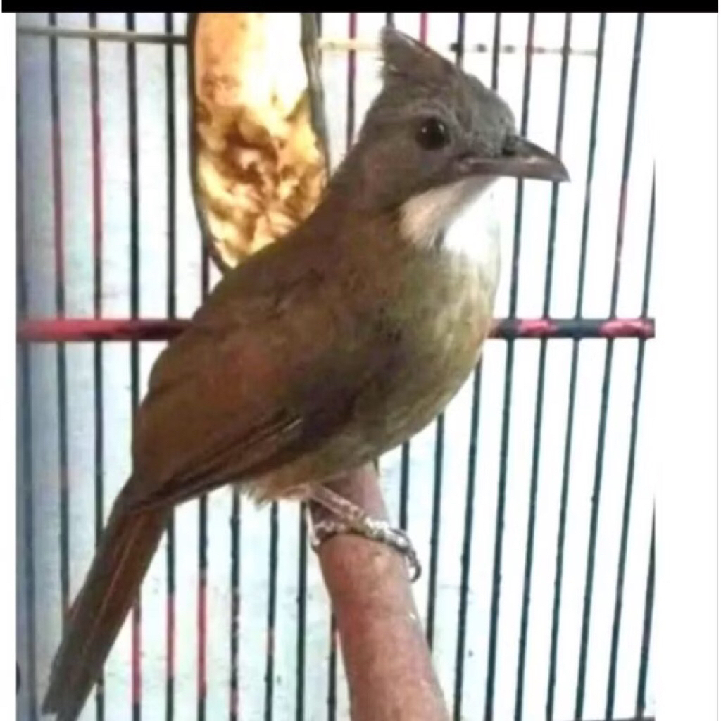 CUCAK JENGGOT SUMATRA ISTIMEWA