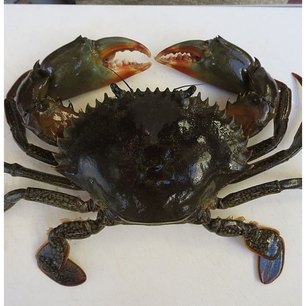 Kepiting Hidup Kepiting Segar Kepiting Bakau Jumbo 1Kg