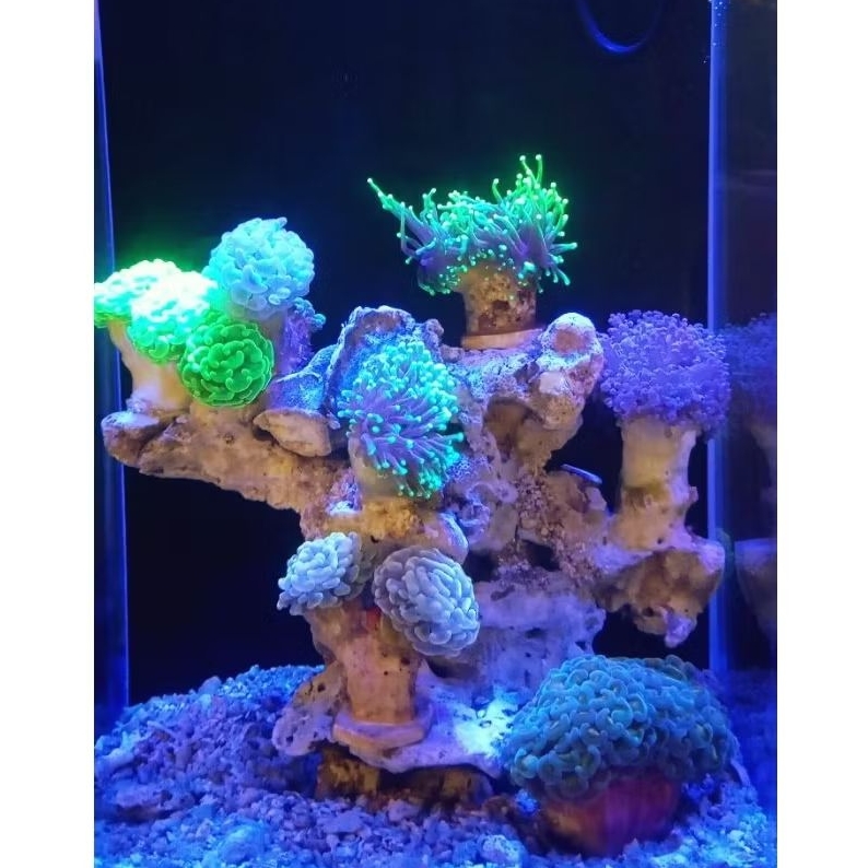 fullset aquarium air laut