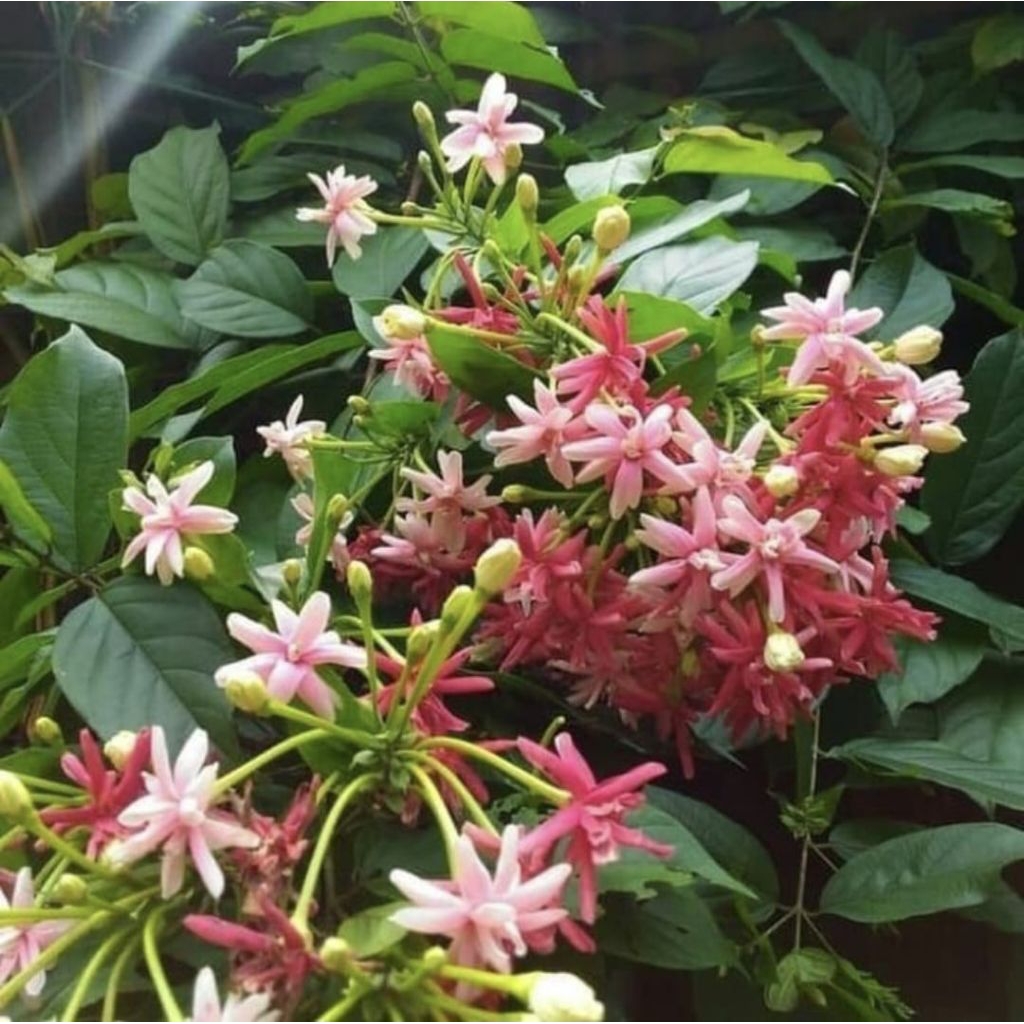 Pohon Melati Belanda Tanaman Rambat Pohon Bunga Melati Belanda