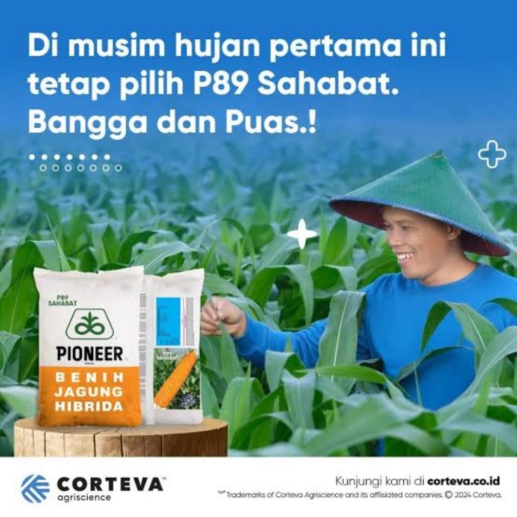 benih jagung hibrida PIONEER/P89 SAHABAT