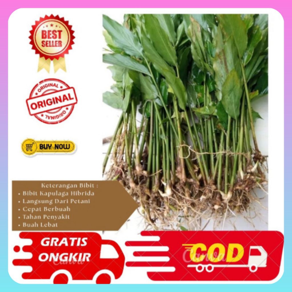 BIBIT POHON KAPULGA - BENIH KAPULAGA - BIBIT KAPULAGA HIBRIDA