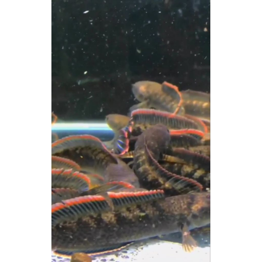 Chana limbata WC 10-15CM