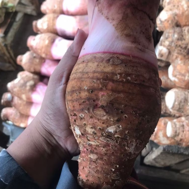 TALAS BOGOR 1KG, TALAS UNGU, ASLI BOGOR