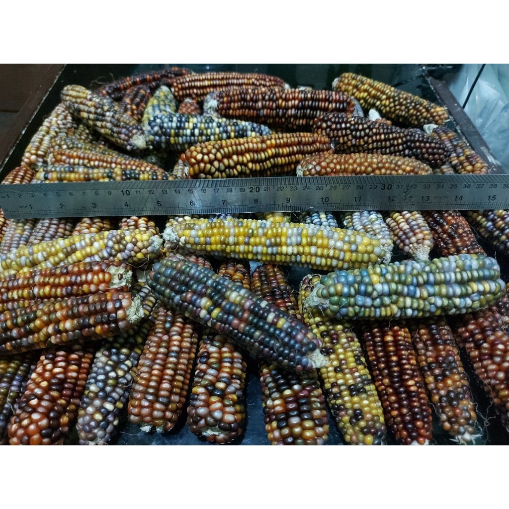 2 Tongkol Utuh Benih Biji Jagung Warna Warni Glass Gem Corn