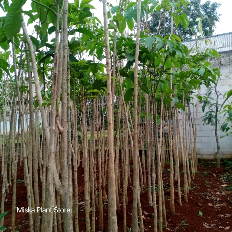 Pohon Tabebuya Tinggi 3 Meter - Tanaman Hias Tabebuya Bunga Tinggi 3 Meter