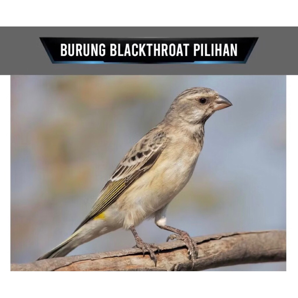 Burung Blackthroat Betina Siapan Pilihan
