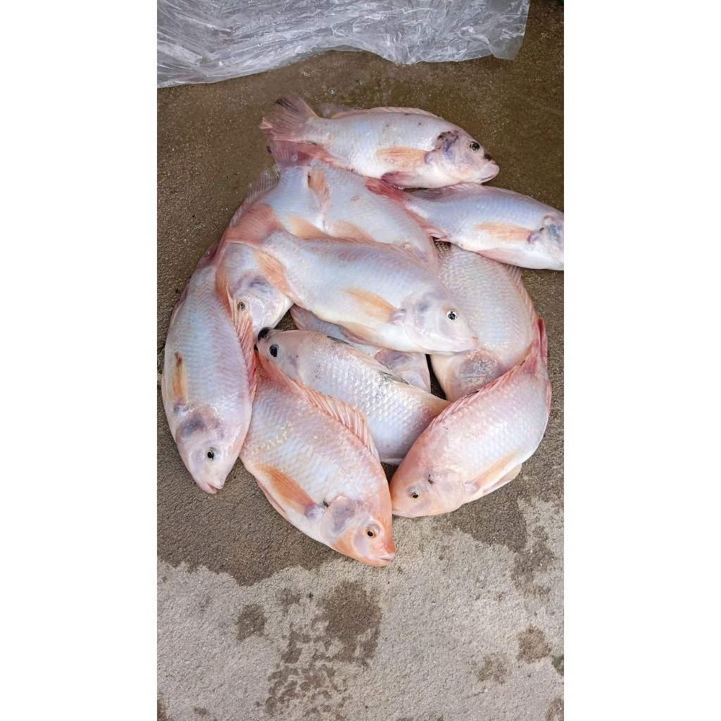 Ikan Segar Nila Frozen