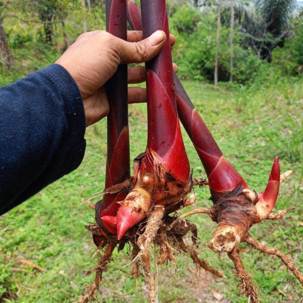 bibit pohon kecombrang