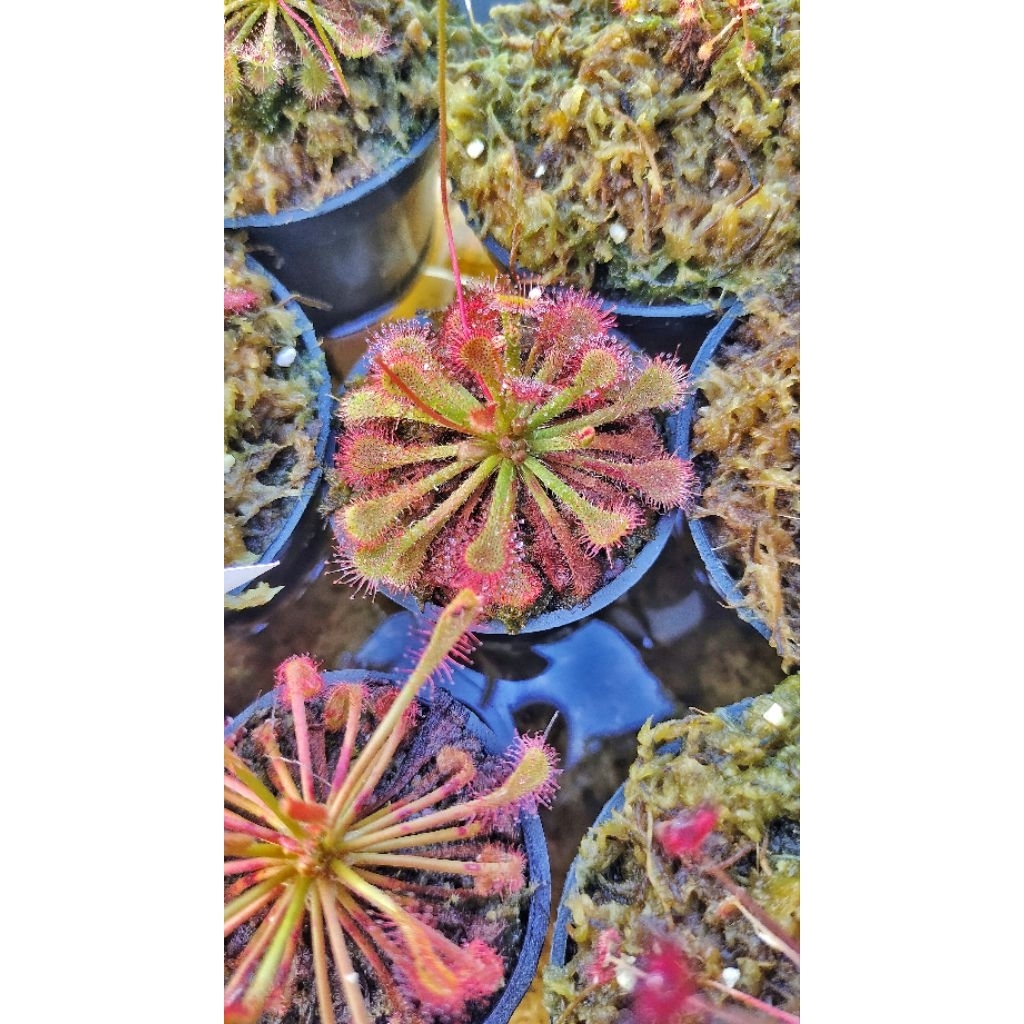Drosera Spatulata