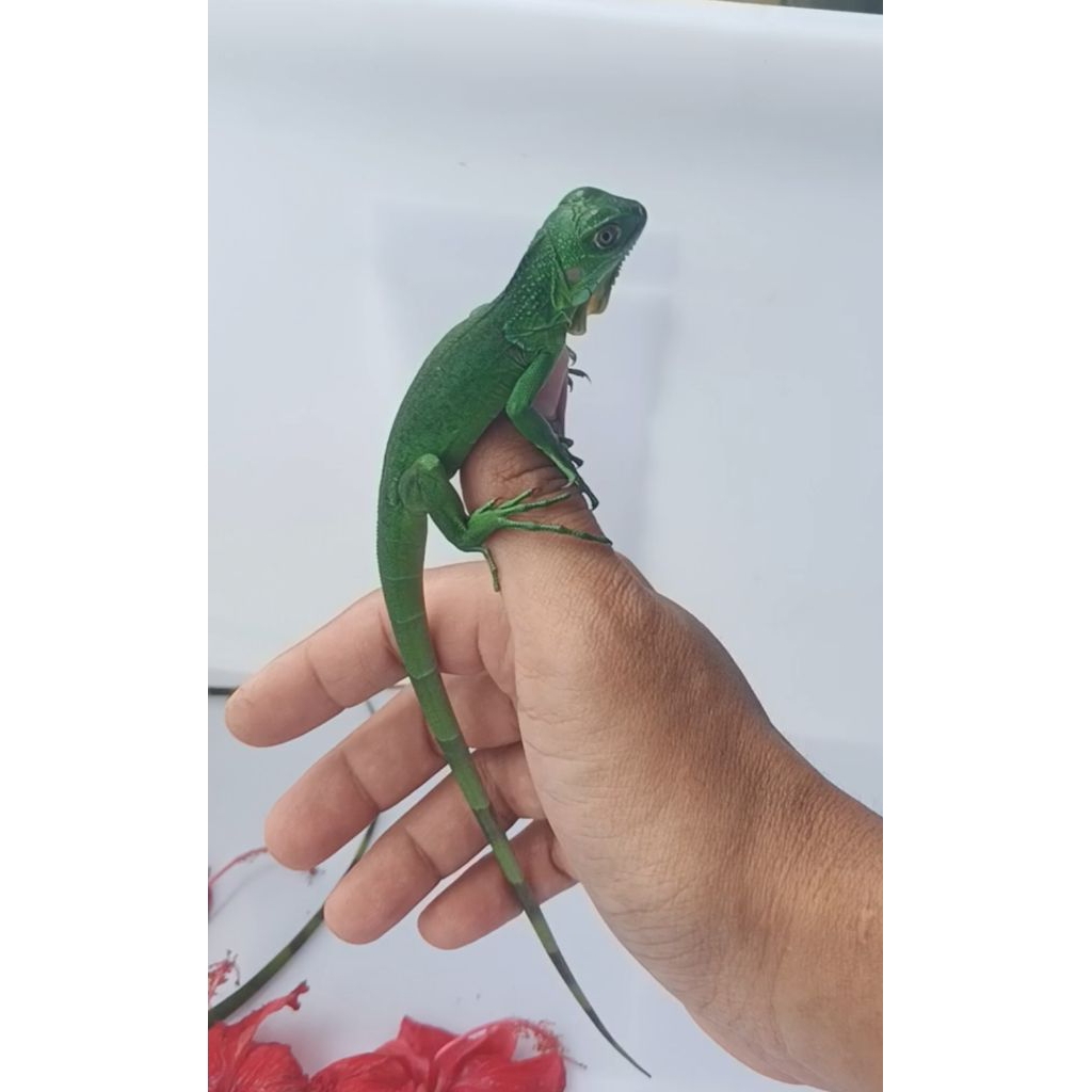 baby iguana jinak hijau merah red green anakan mulus